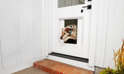 myQ Pet Portal smart dog door