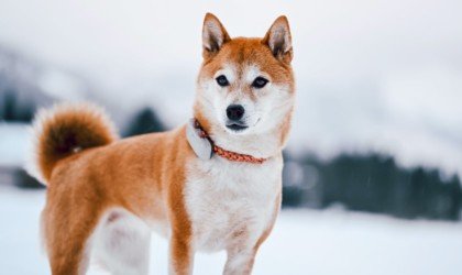 Tractive pet GPS tracker