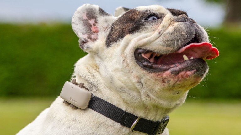 Tractive pet GPS tracker