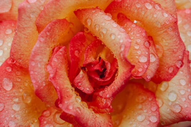 close up image of a rose with raindrops