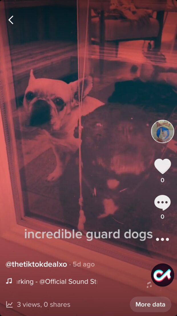 TikTok video of guard dog without hashtags