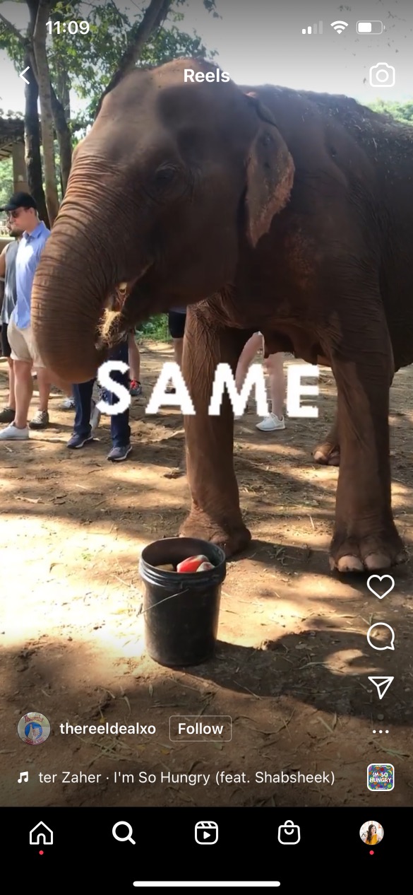 elephant with text same