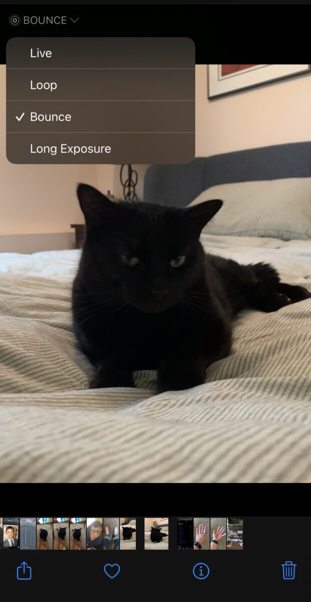 bounce photo of black cat