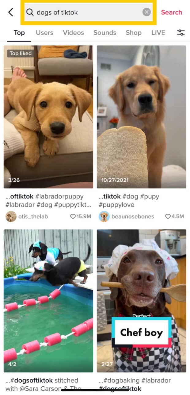 Dogs of TikTok search results