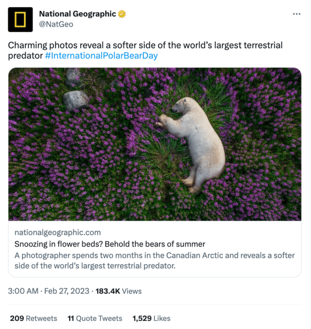 National Geographic international polar bear day photo