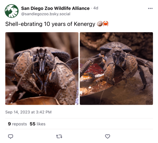 The San Diego Zoo's Bluesky account shares a joke ("Shell-ebrating 10 years of Kenergy") alongside an image of a hermit crab