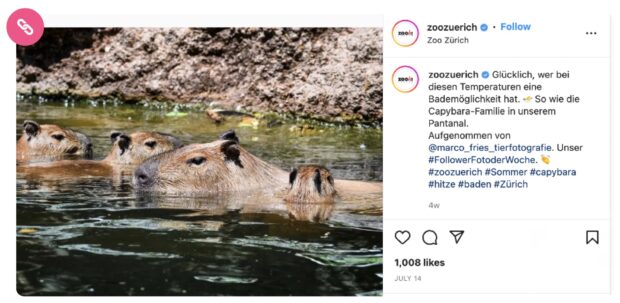 Zurich Zoo Instagram post with swimming capybaras