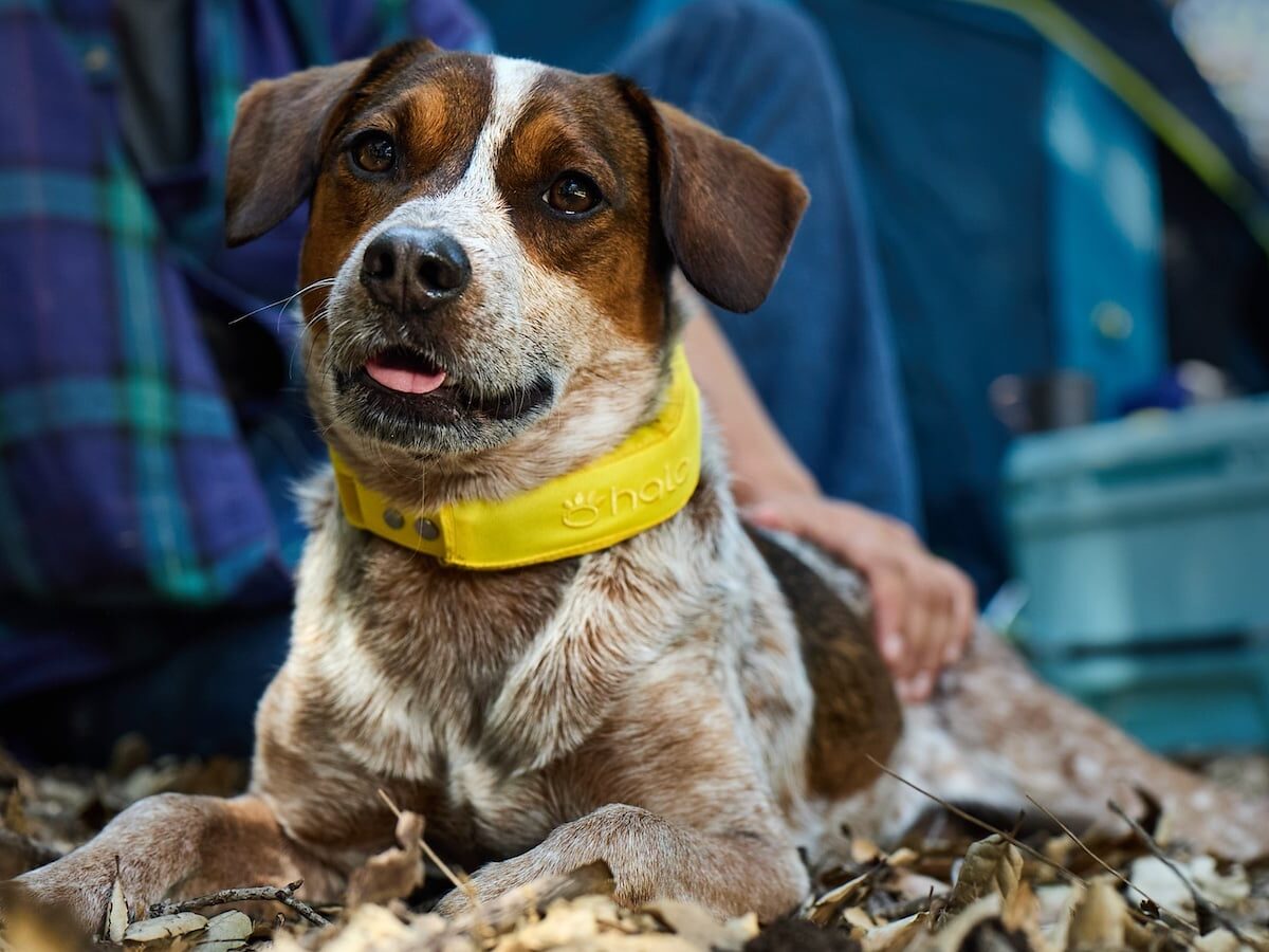Collar 4: GPS Wireless Fence & Training Collar with Adjustable Fit by Halo on Gadget Flow