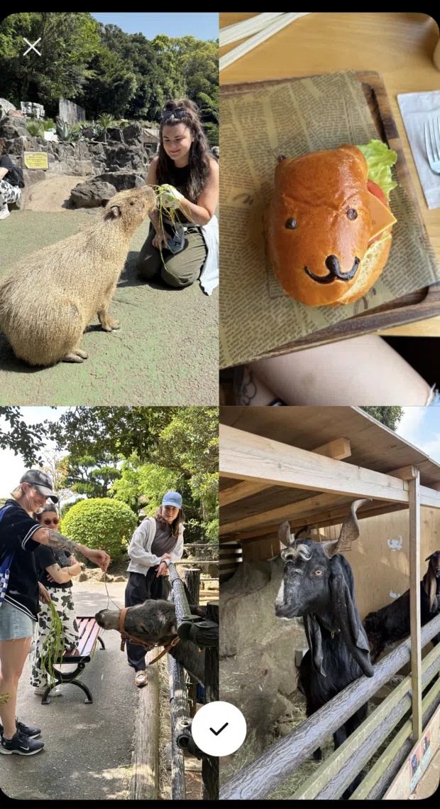 instagram story grid showing a variety of animals in a petting zoo, broken into a four block grid